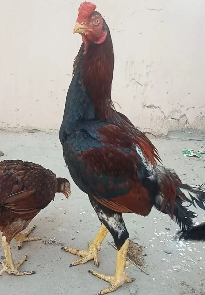 Pure Aseel Mianwali