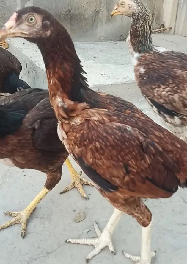 Pure Aseel Mianwali — photo 3