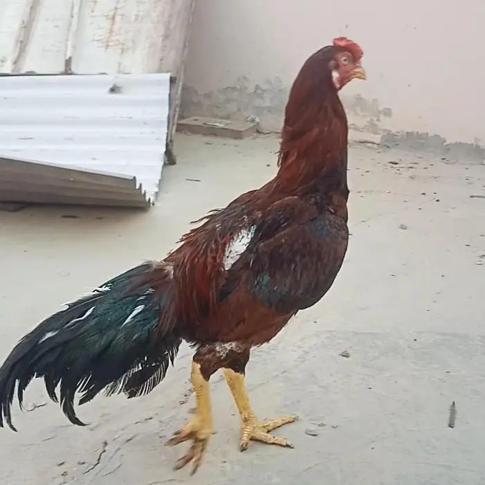 Pure Aseel Mianwali — photo 5