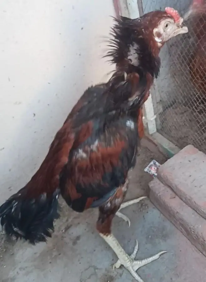 Pure Aseel Mianwali — photo 6