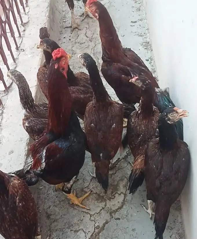Pure Aseel Mianwali — photo 11