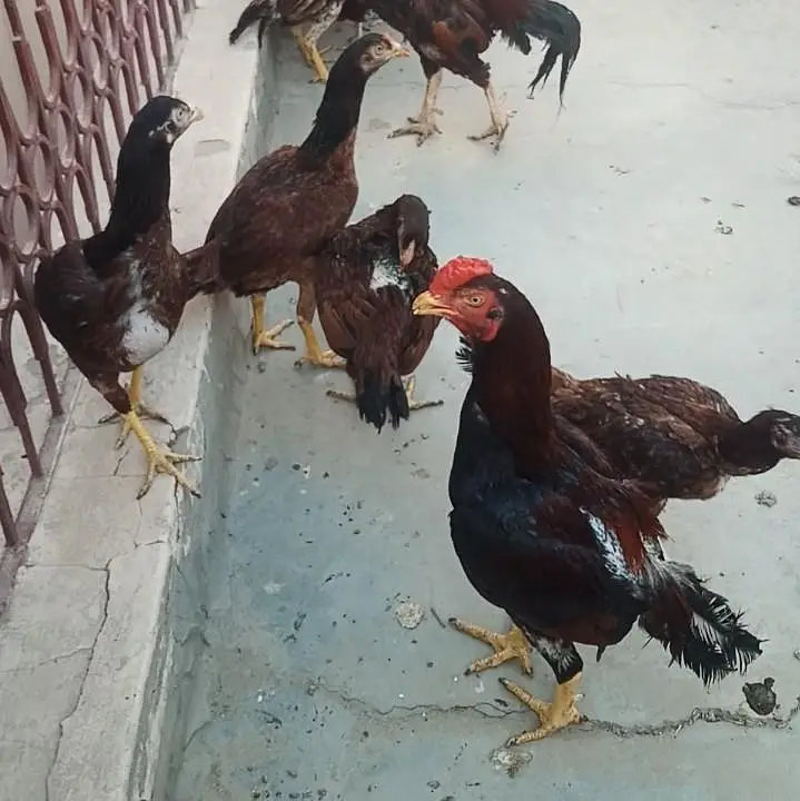 Pure Aseel Mianwali — photo 12