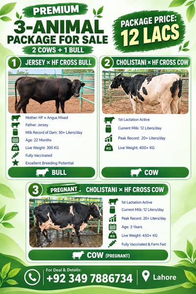3 Janwar ki deal | Australian Bull | Milking Cow|Pregnant Cow for Sale