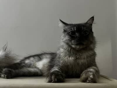 Cat for adoption