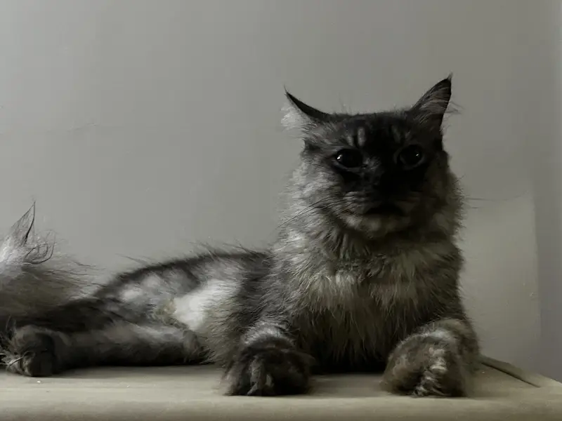 Cat for adoption