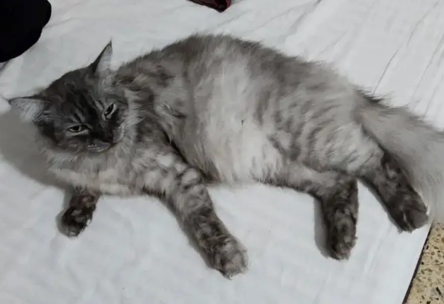 Cat for adoption — photo 2