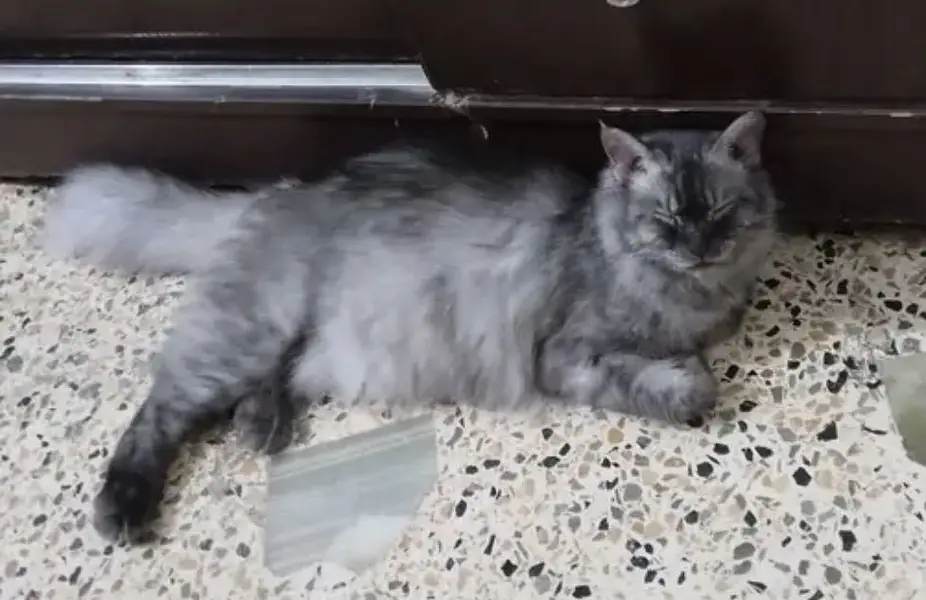 Cat for adoption — photo 3