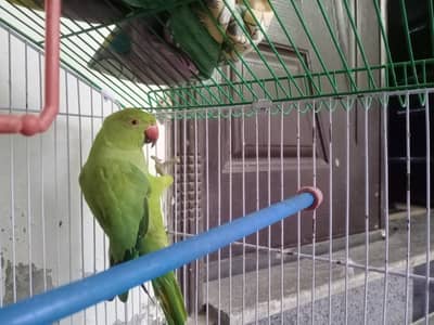 female parrot