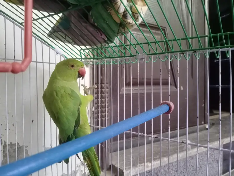 female parrot