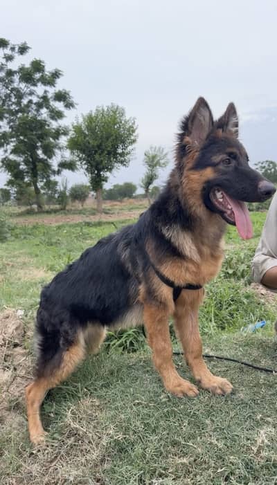 German shephard dog