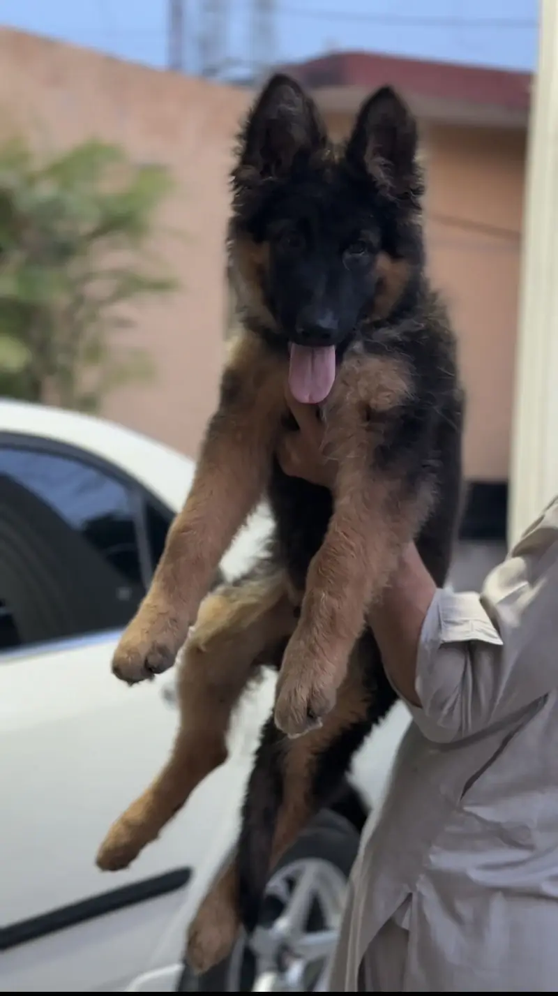 German shephard dog — photo 2