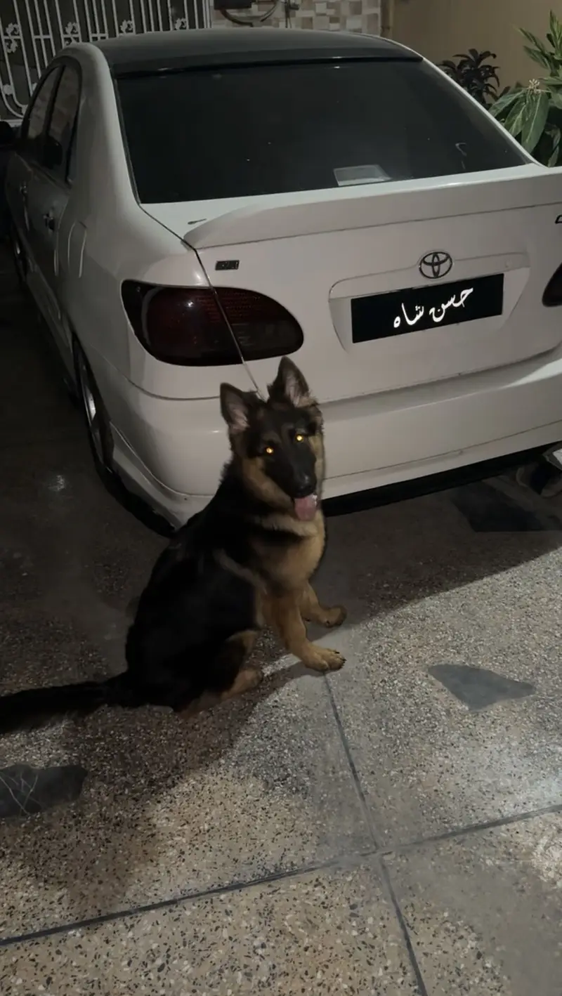 German shephard dog — photo 3