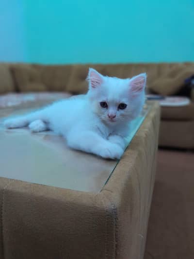 Siberian snow white kitten for sale