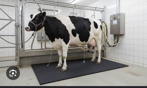 cows floor mats