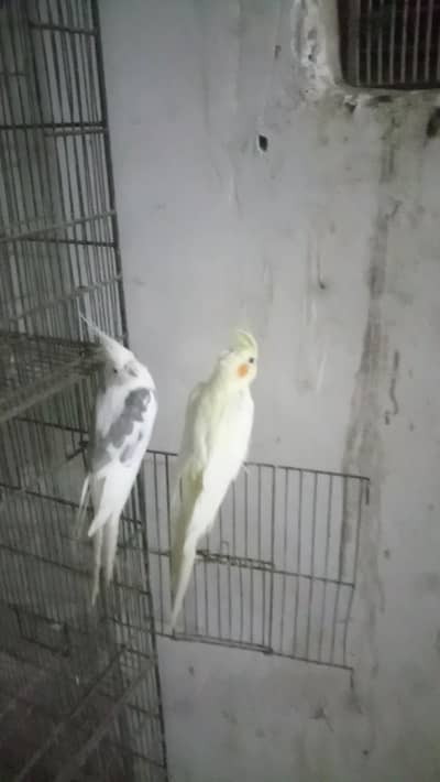 eno cocktail pair