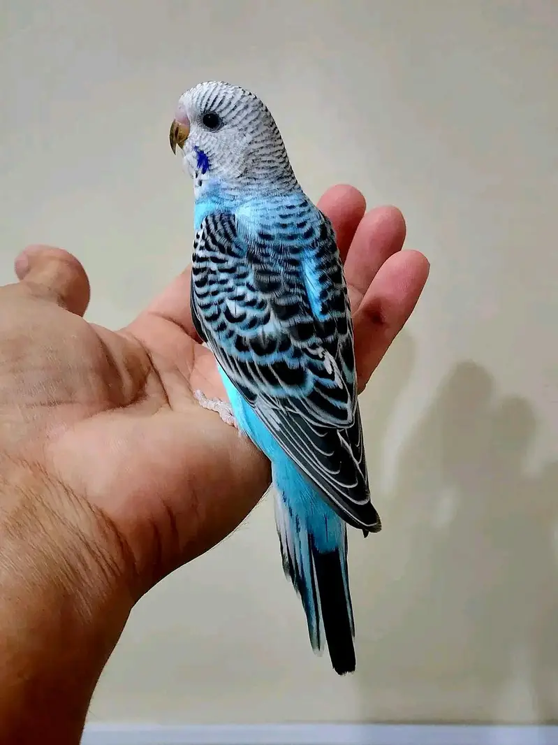 9 Sky Blue Budgies + Cage — Complete Setup