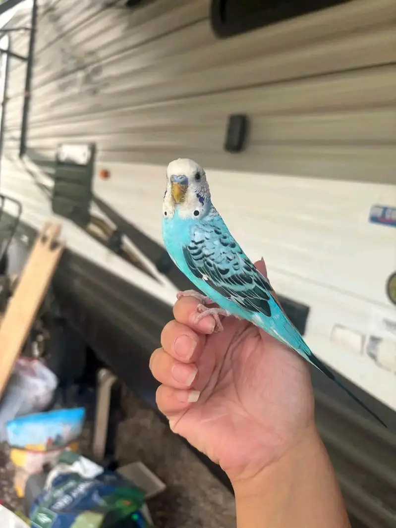 9 Sky Blue Budgies + Cage — Complete Setup — photo 2