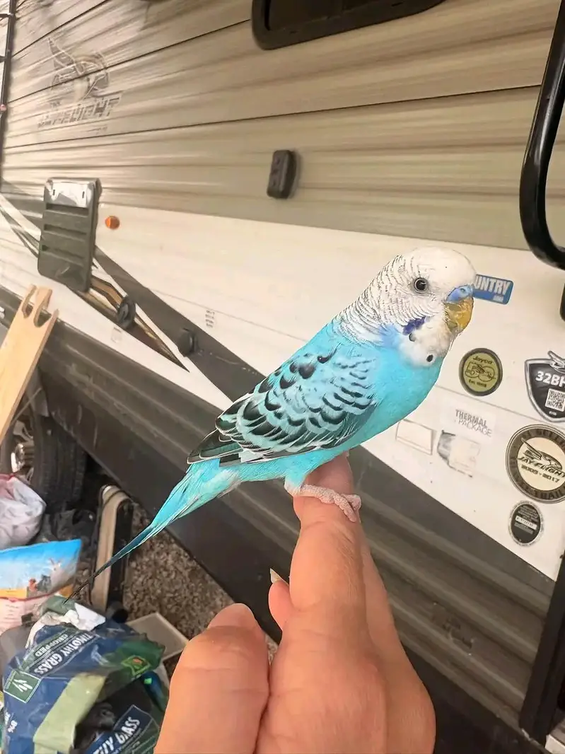 9 Sky Blue Budgies + Cage — Complete Setup — photo 3