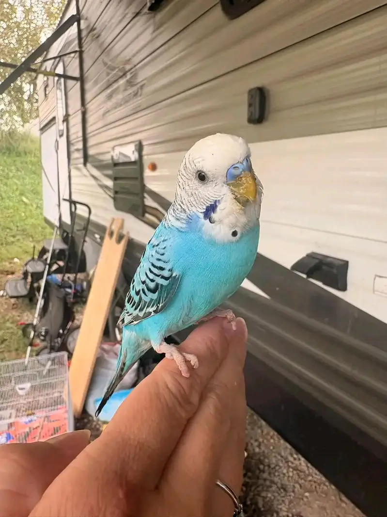 9 Sky Blue Budgies + Cage — Complete Setup — photo 4