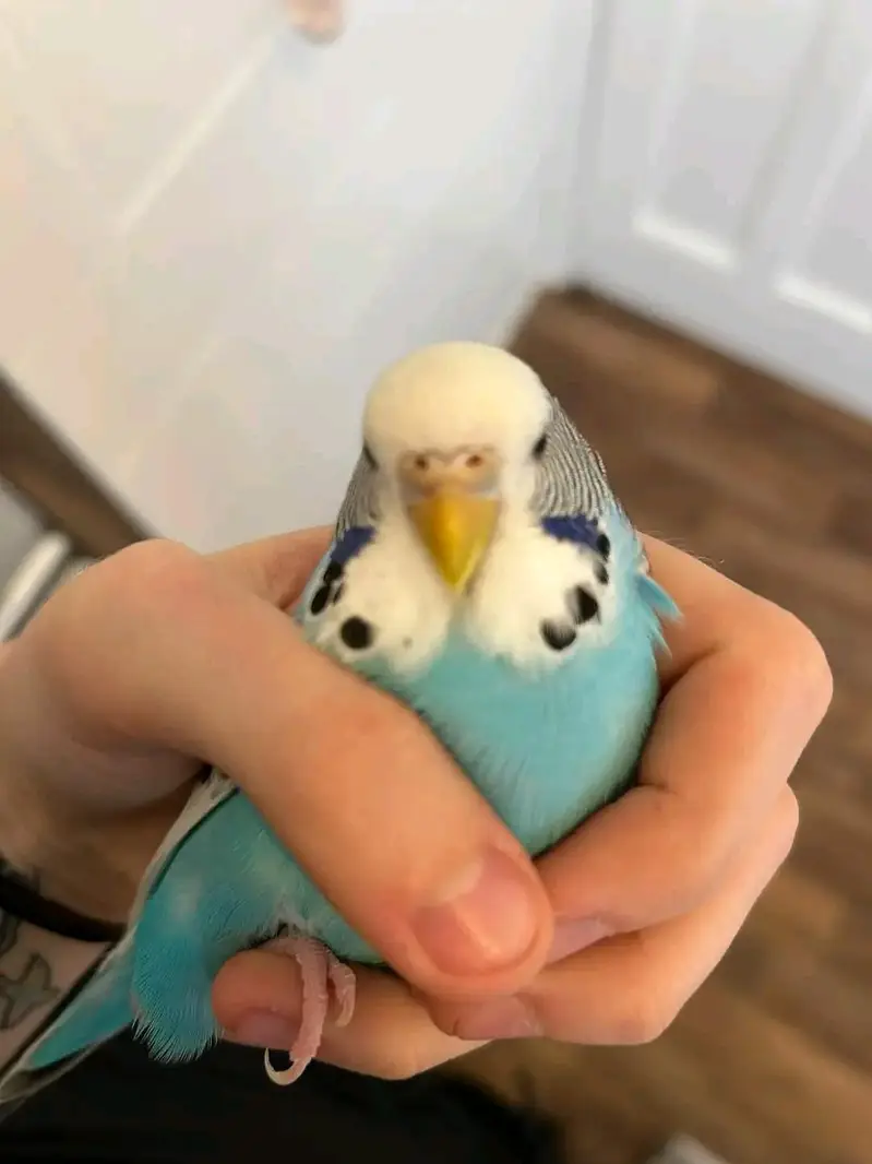 9 Sky Blue Budgies + Cage — Complete Setup — photo 5