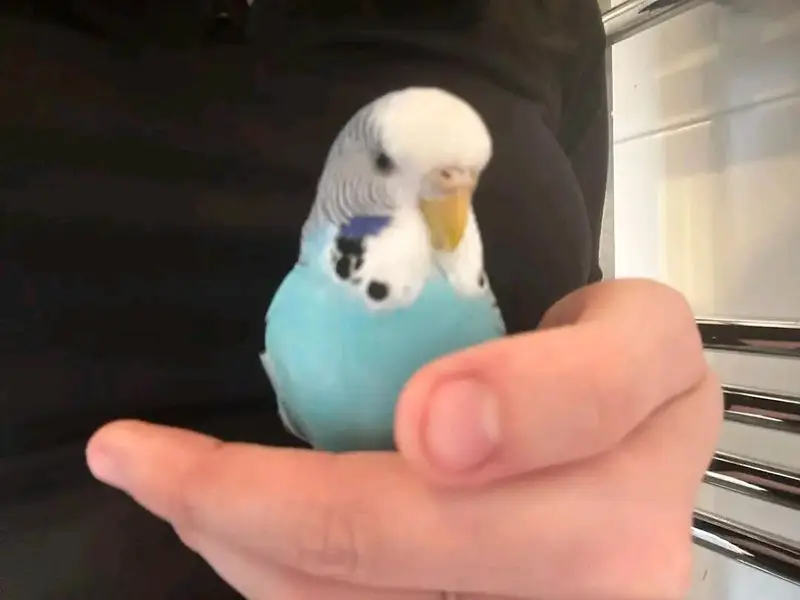 9 Sky Blue Budgies + Cage — Complete Setup — photo 6