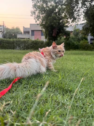 persian orange cat