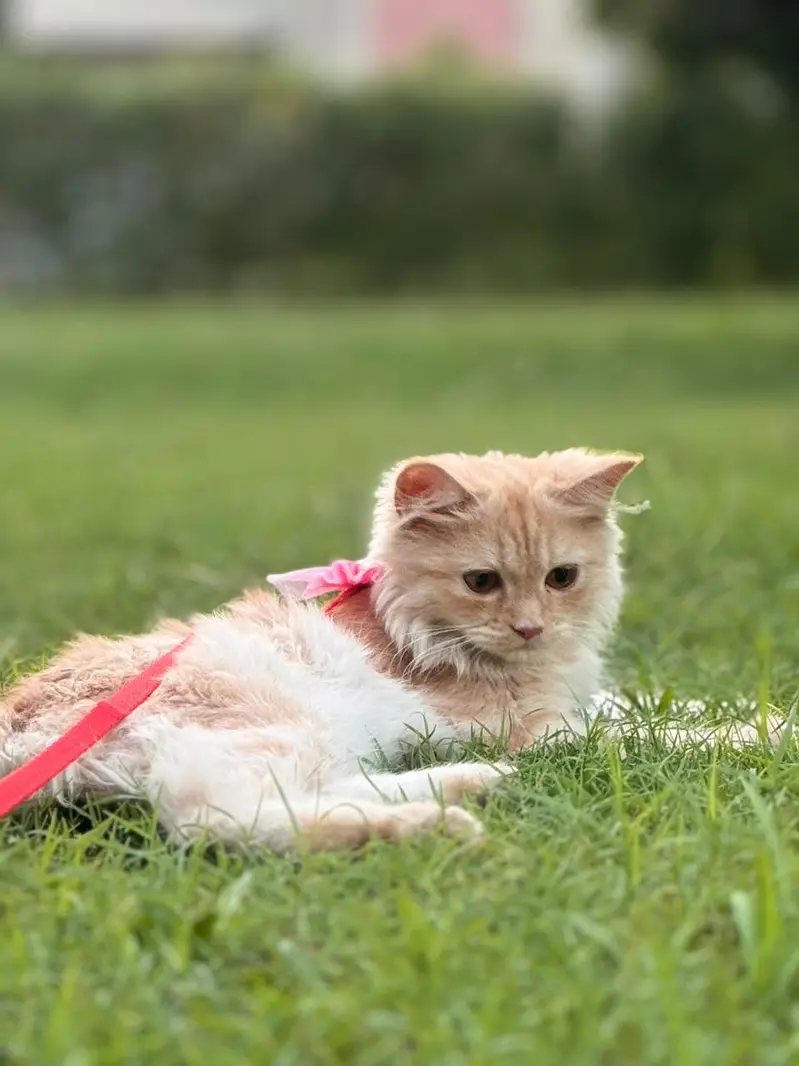 persian orange cat — photo 2