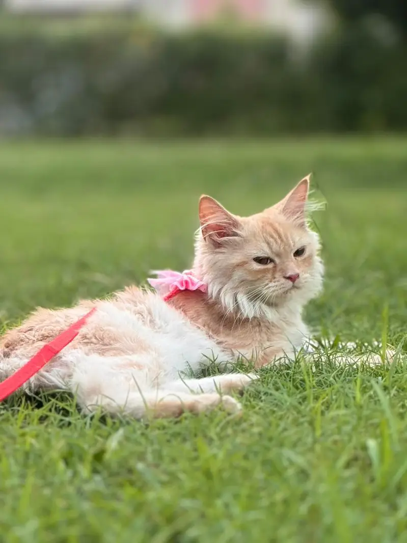 persian orange cat — photo 3