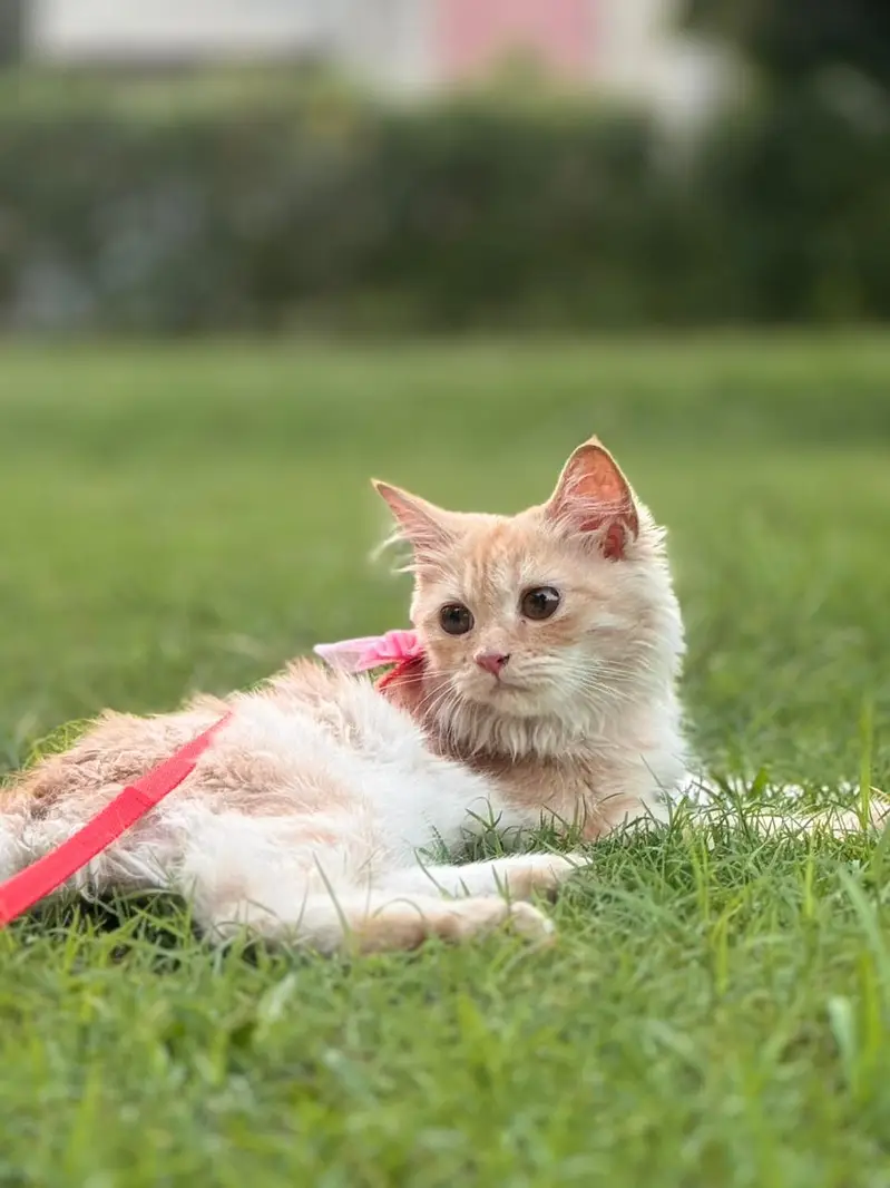persian orange cat — photo 4