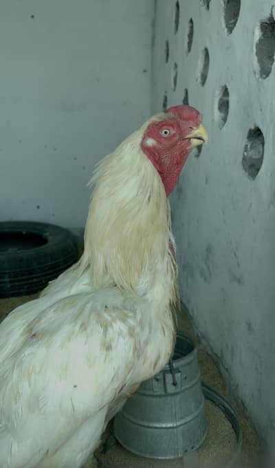 Parrot beak long tail male high quality