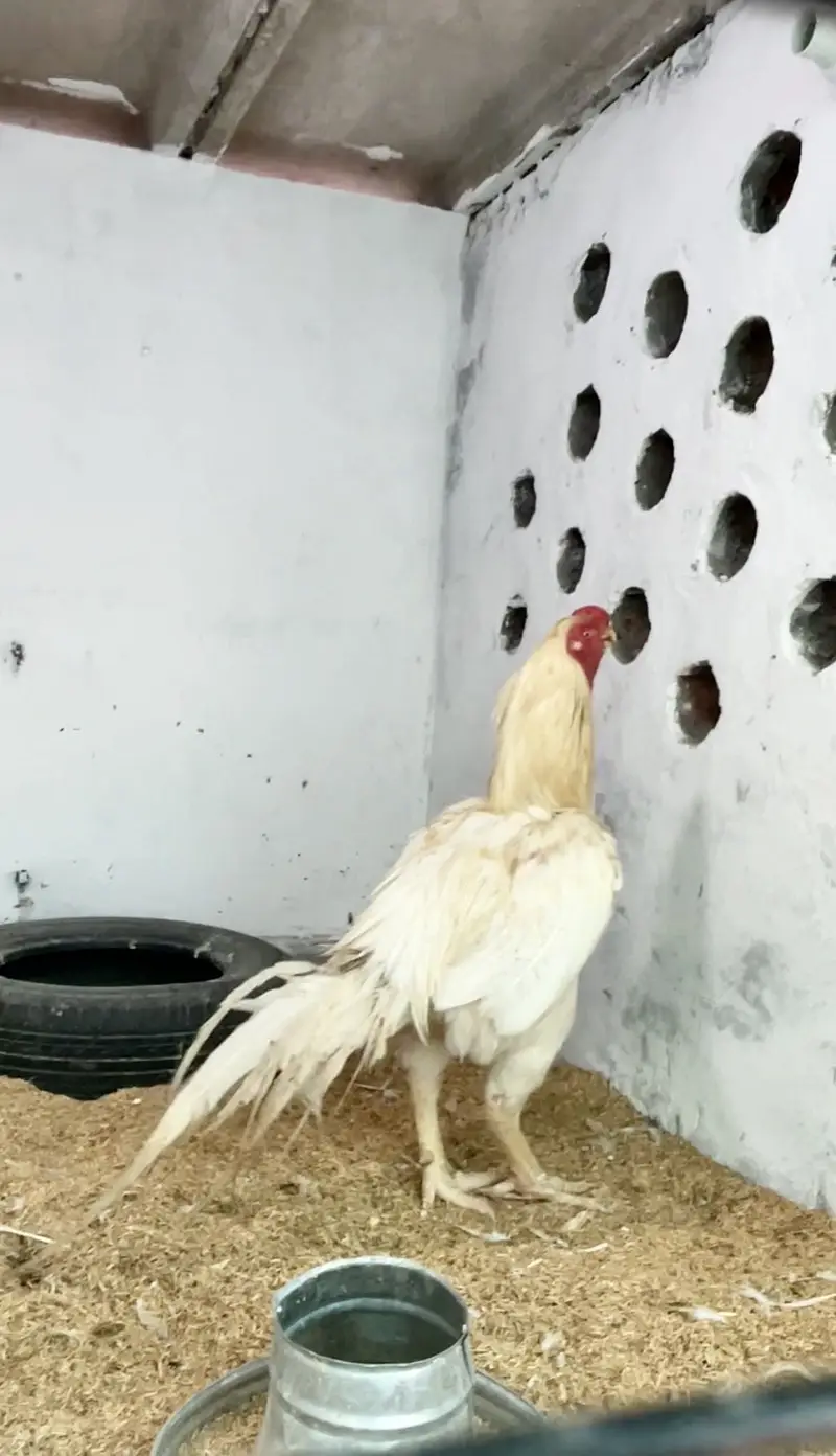 Parrot beak long tail male high quality — photo 3