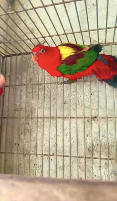 Chattering lory 200% breeding pair