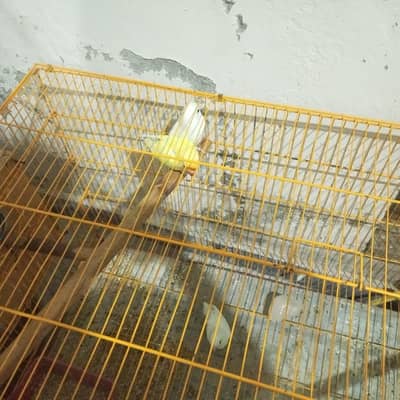 Love bird