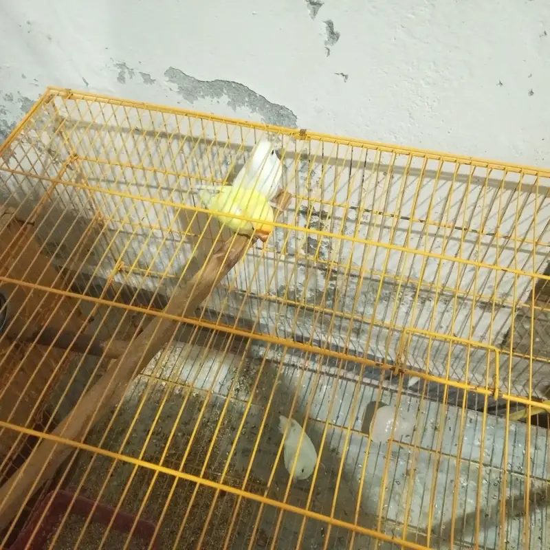 Love bird