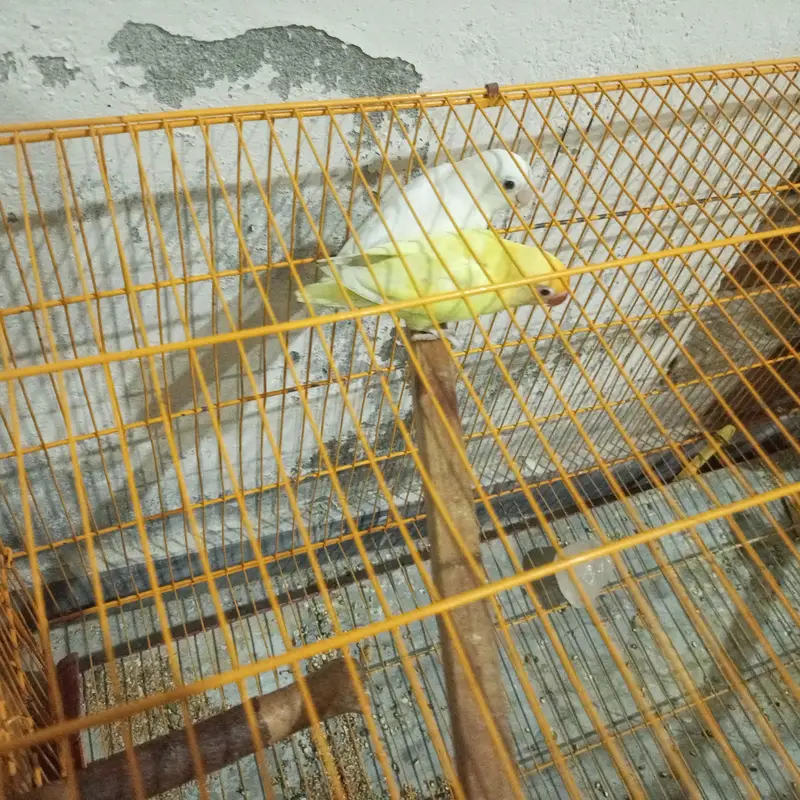 Love bird — photo 2