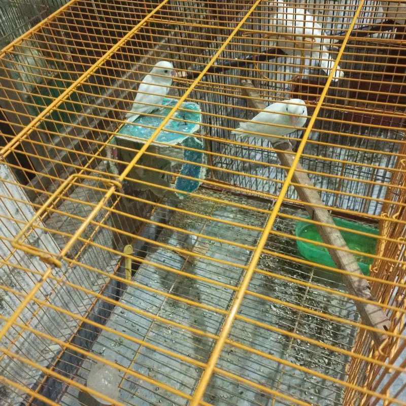 Love bird — photo 3