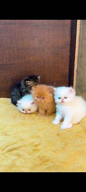 Persian cat for sale male or female vaccinated healthy right