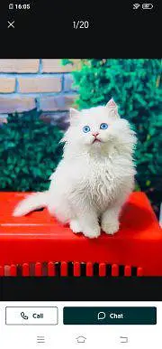 Persian cat for sale male or female vaccinated healthy right — photo 4