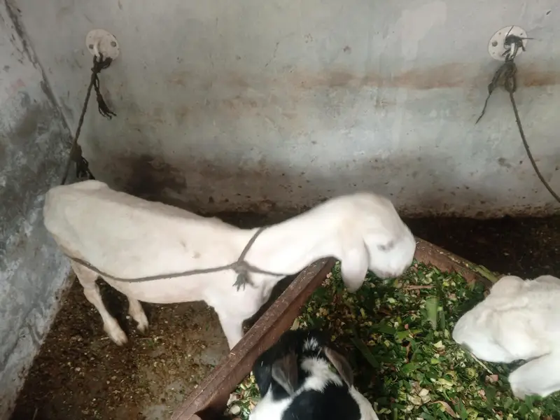 2 male dumba ghr k pala howa — photo 2