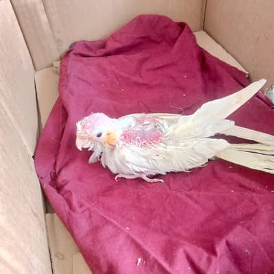 cocktail parrot