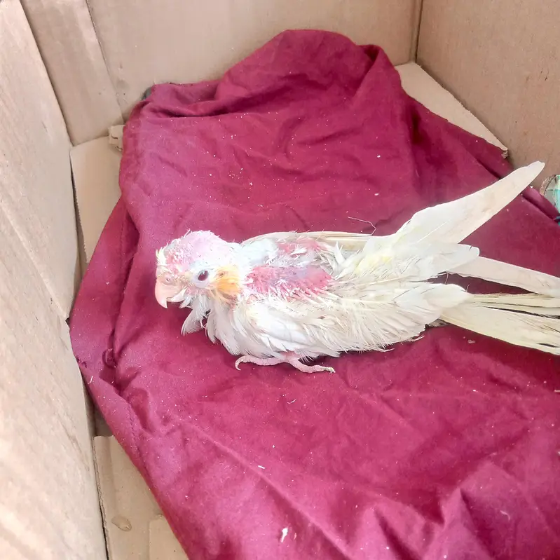 cocktail parrot