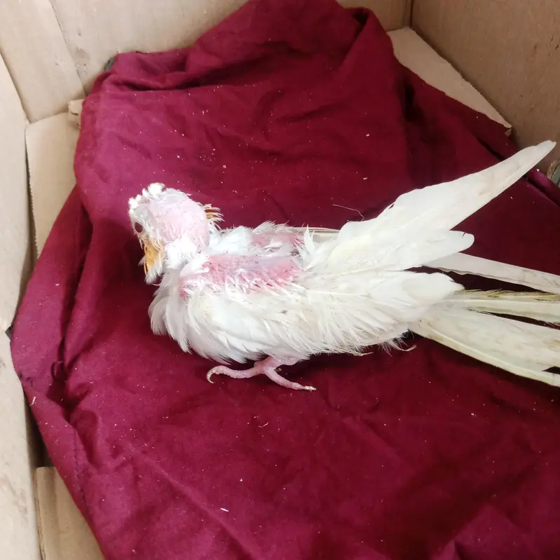 cocktail parrot — photo 2