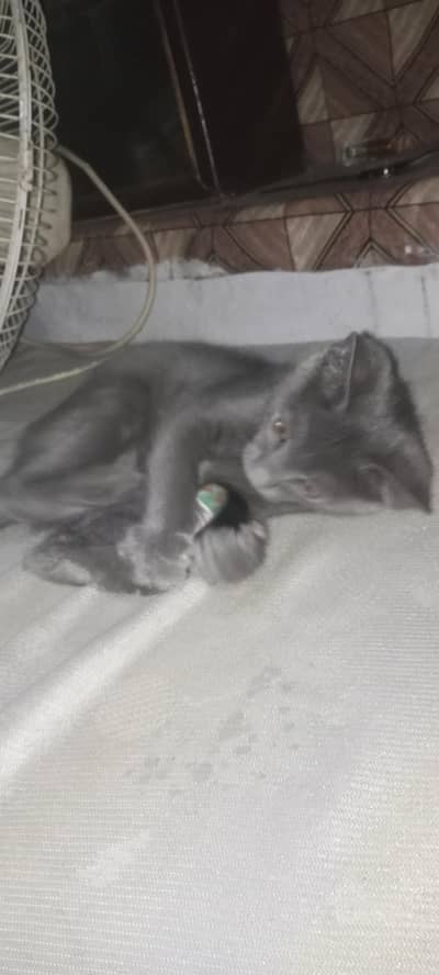 persion blue male kitten