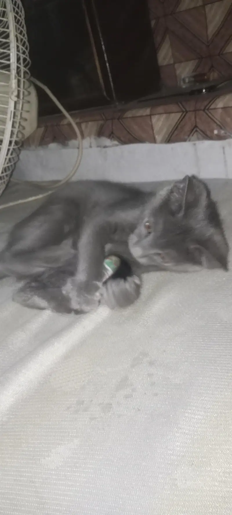 persion blue male kitten