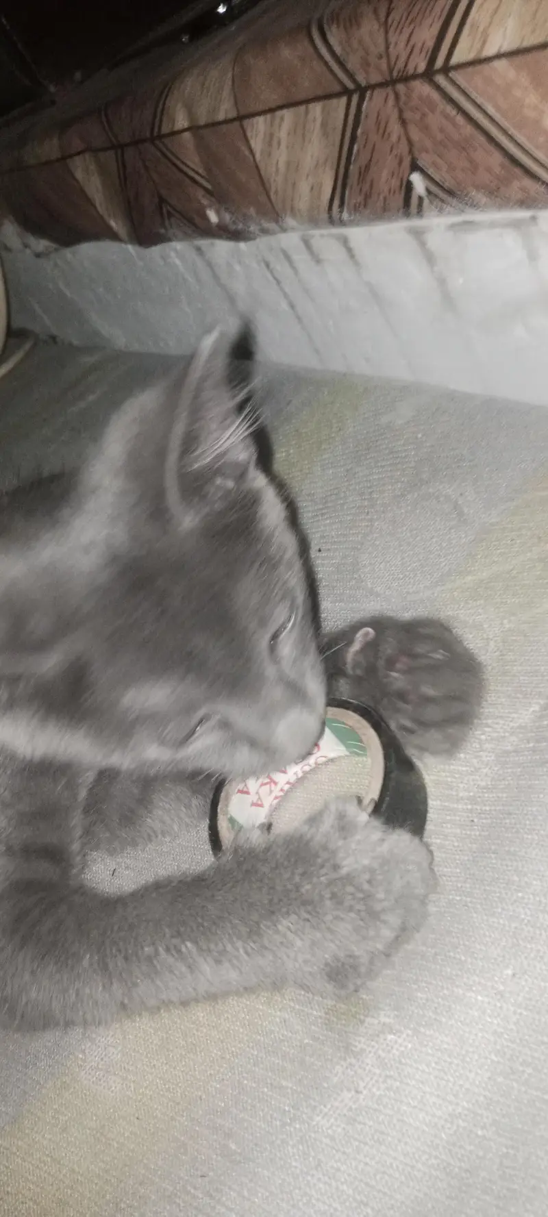 persion blue male kitten — photo 3