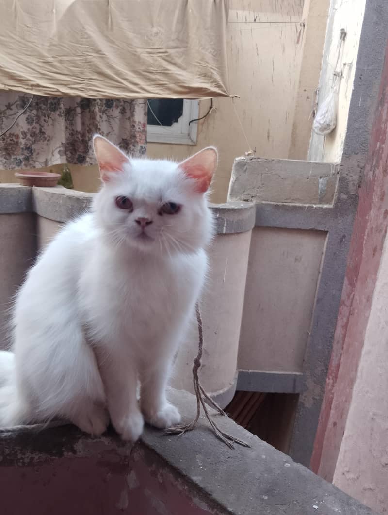 Persian 0