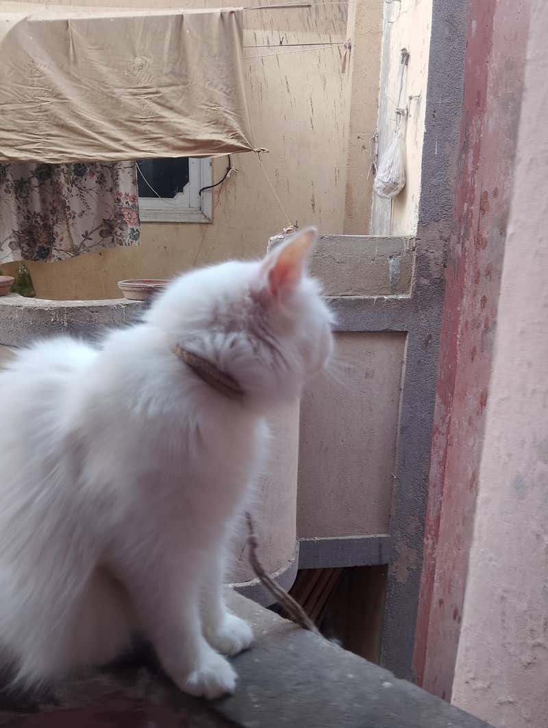 Persian 1