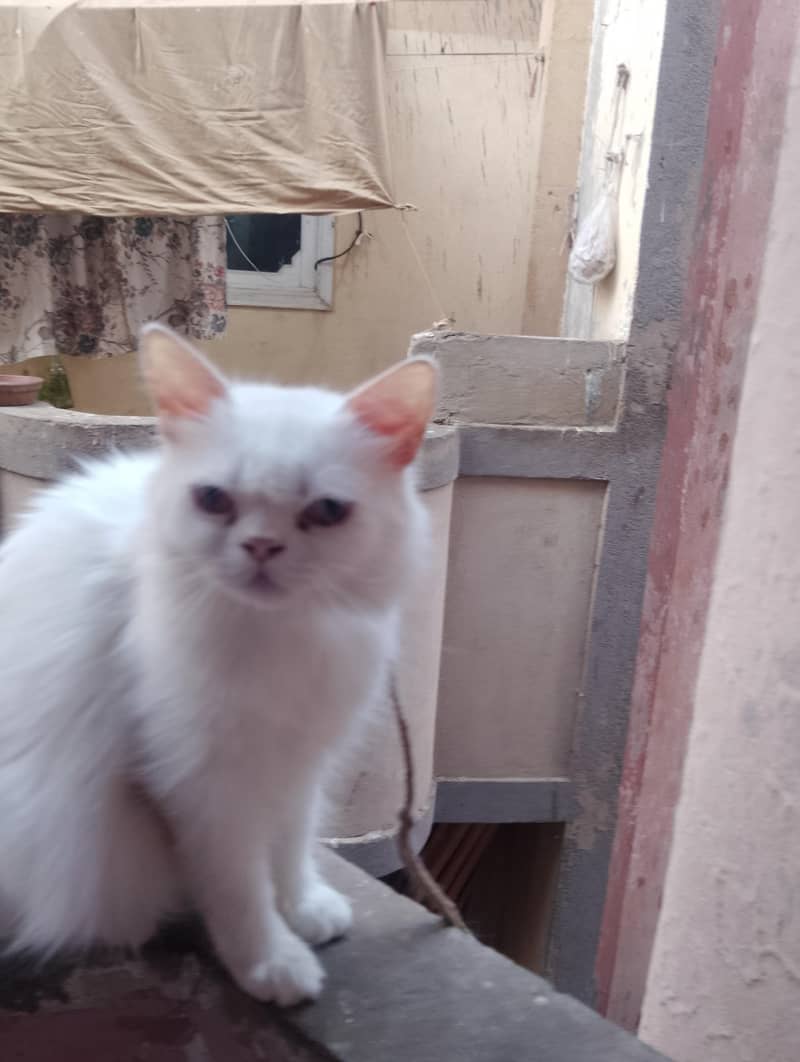 Persian 2