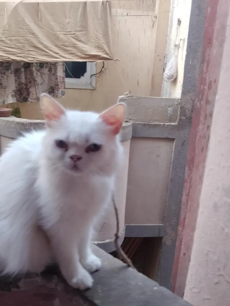Persian — photo 3