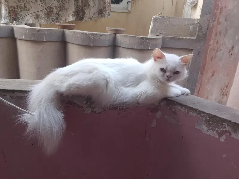 Persian — photo 6